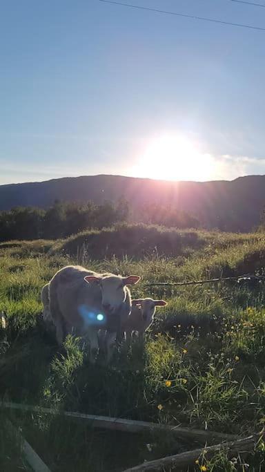 LeirfjordSkogan公寓 外观 照片